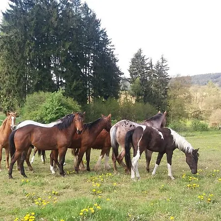 Q Ranch