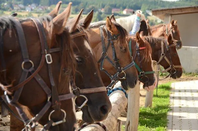 בית הארחה Q Ranch 3*