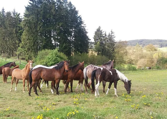 Q Ranch